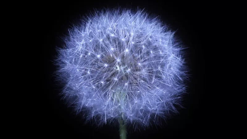 Dandelion flower, Black background, AMOLED, 5K
