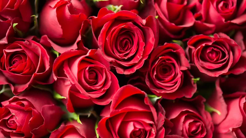 Red Roses, Red flowers, Rose flowers