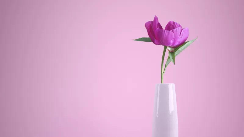 Pink flower, Flower vase, Baby pink, Pink background, Aesthetic