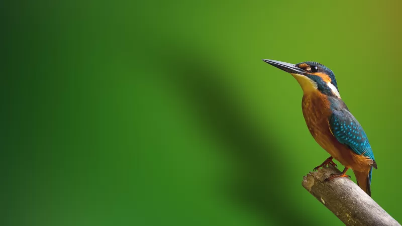Kingfisher, Branch, Green background