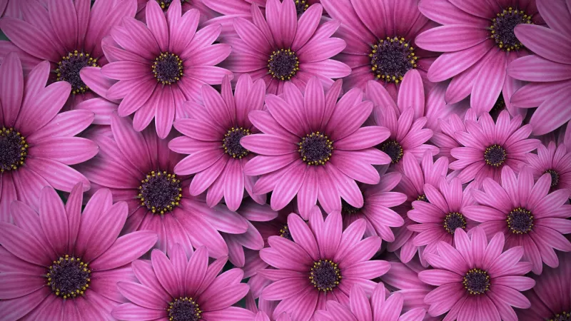 Gerbera flowers, Daisy flowers, Pink Daisies, Aesthetic, Spring