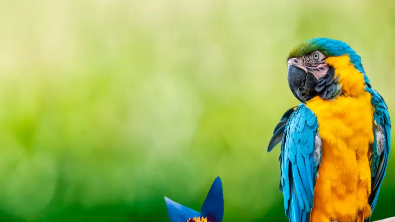 Macaw Parrot, Green background, Blue flower, 5K wallpaper