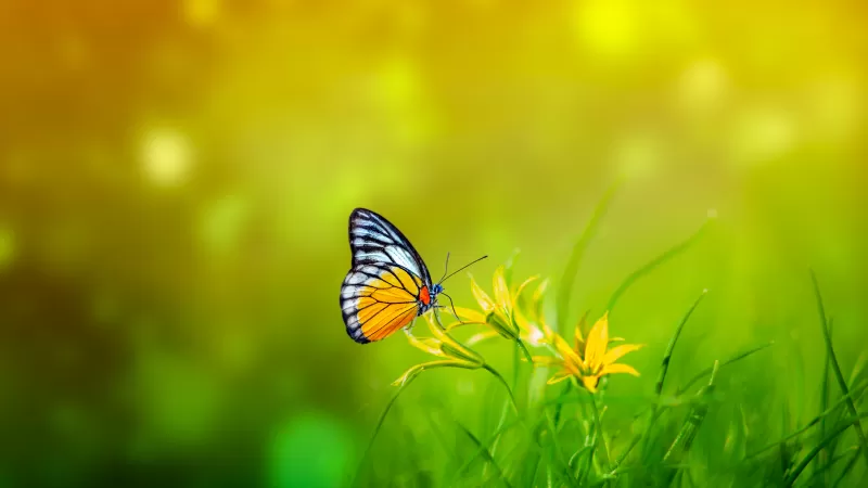 Butterfly, Spring, Bokeh, Green background, Pollination, Yellow flowers, 5K