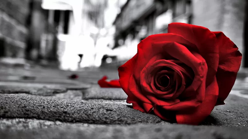 Red Rose, Monochrome background, Sad Rose, Sad mood, Sad vibes