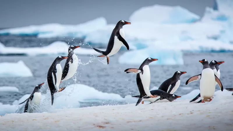 Gentoo penguins, Antarctica, Icebergs, 4K wallpaper