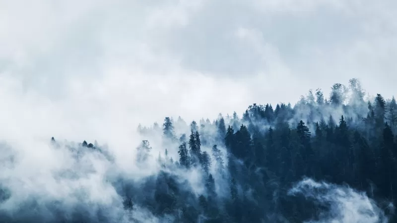 Foggy, Pine trees, Forest, Cloudy Sky, 5K