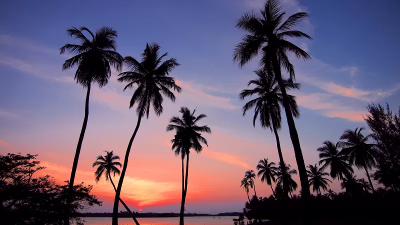 Palm silhouettes wallpaper, Tropical sunset, Purple sky