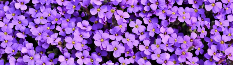 Aubrieta, Violet flowers, Blossom, Spring, Bloom, Purple, Floral Background, Aesthetic, 5K