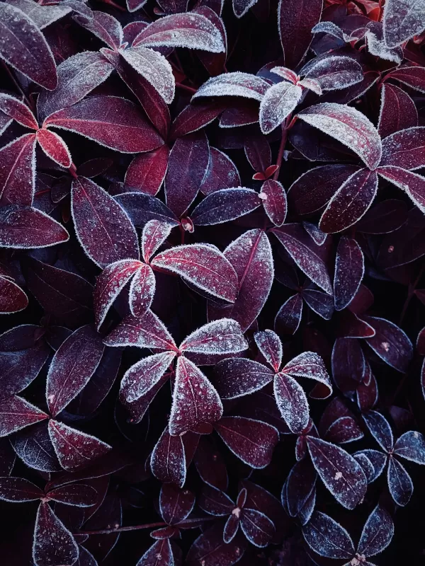 Frosted purple leaves wallpaper, Winter frost, Macro