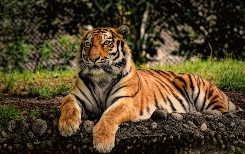 Siberian tiger QHD