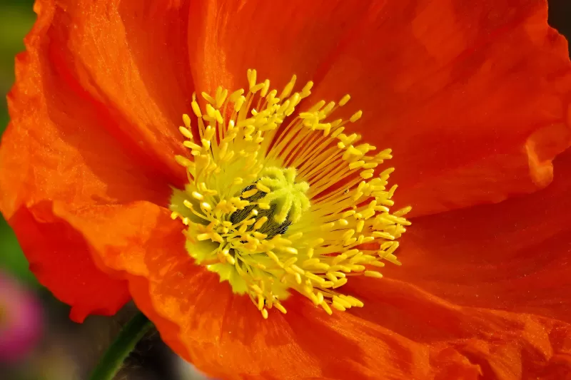 Orange flower 4K, Orange Poppy flower