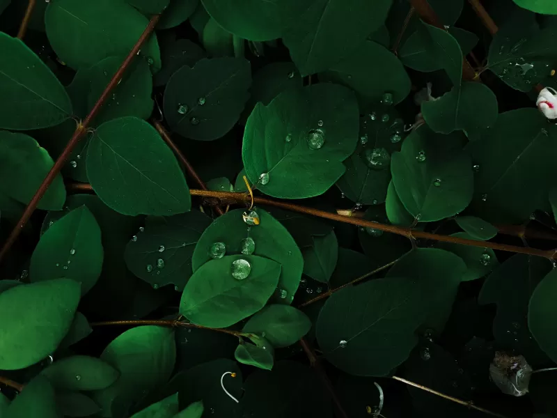 Green leaves, Rain droplets, Macro, Plant