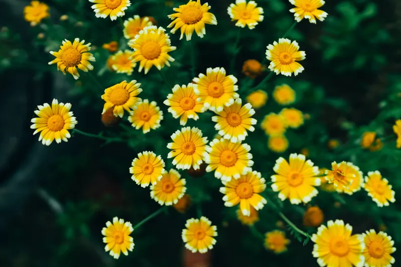 Daisy flowers, Yellow flowers, Blossom, Bloom, Pollen, 5K, 8K