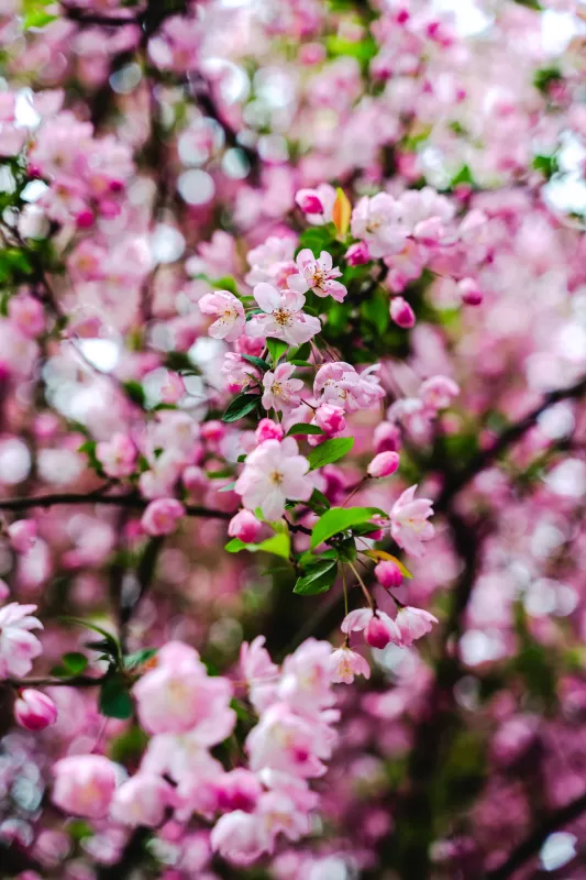 Cherry blossom, Pink flowers, Cherry bloom, Spring, 5K