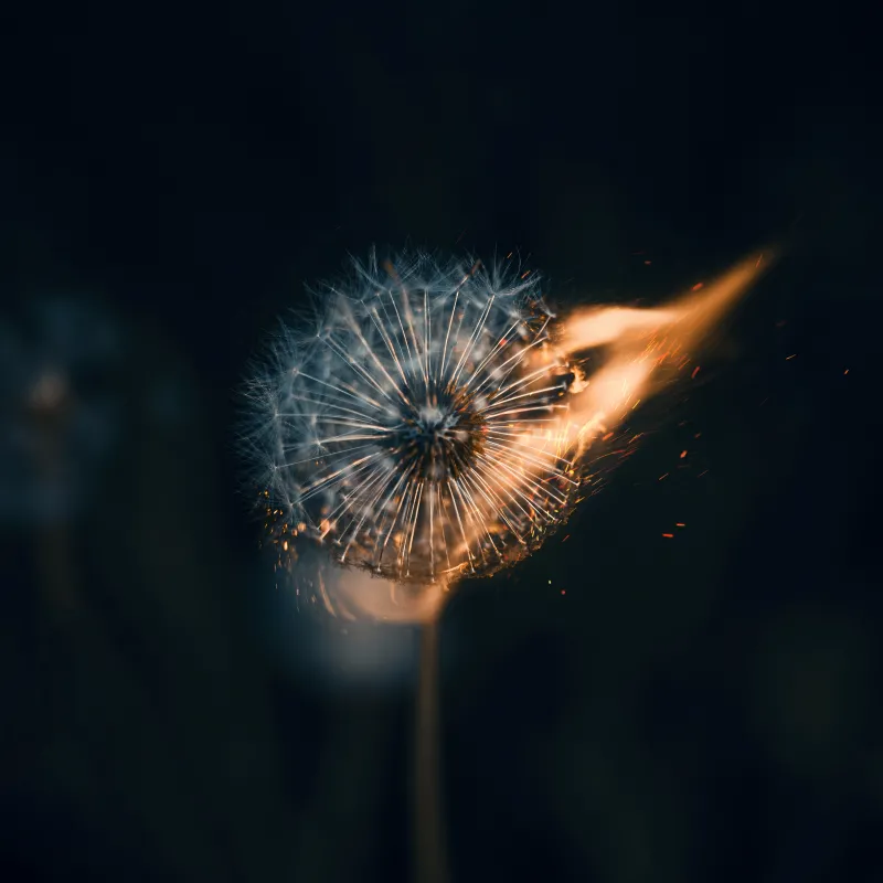Dandelion flower, Fire, Bokeh Background, 5K