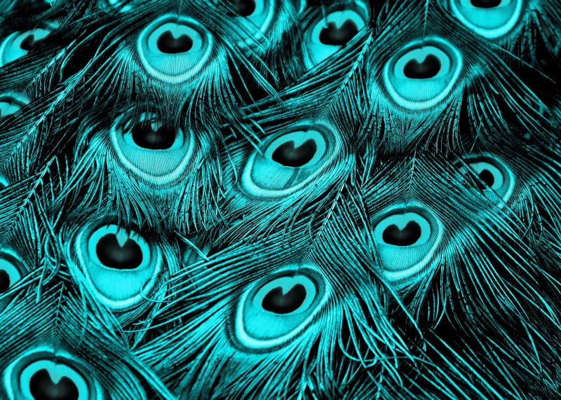 Peacock feathers, Turquoise background 4K