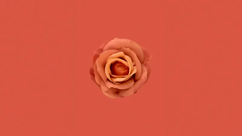 Orange Rose, Blossom, Petals, Closeup, Orange background, 5K, 8K