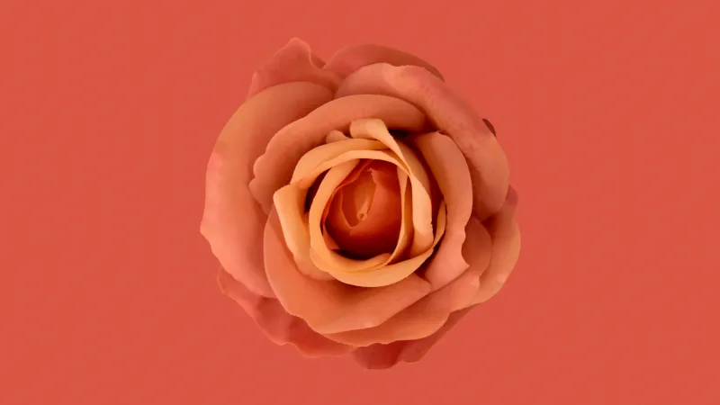 Orange flower, Orange background, Orange Rose, Orange aesthetic, 8K, 5K