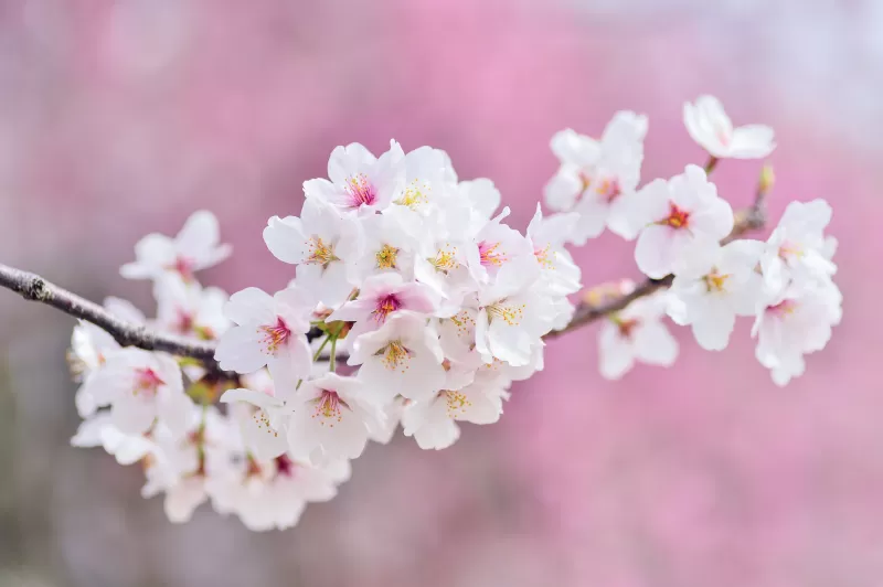 Cherry flowers, Cherry blossom Spring, Pink flowers, 5K background