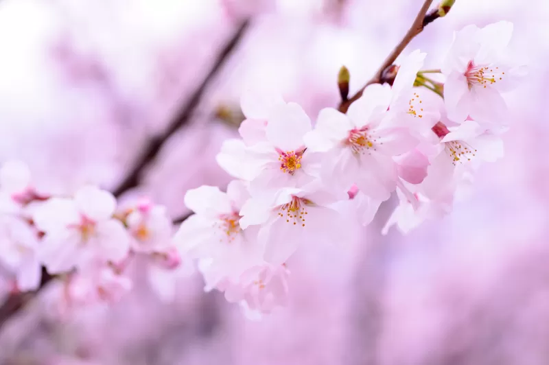 Cherry blossom, Cherry flowers, Spring, Pink flowers, Pink background, 5K