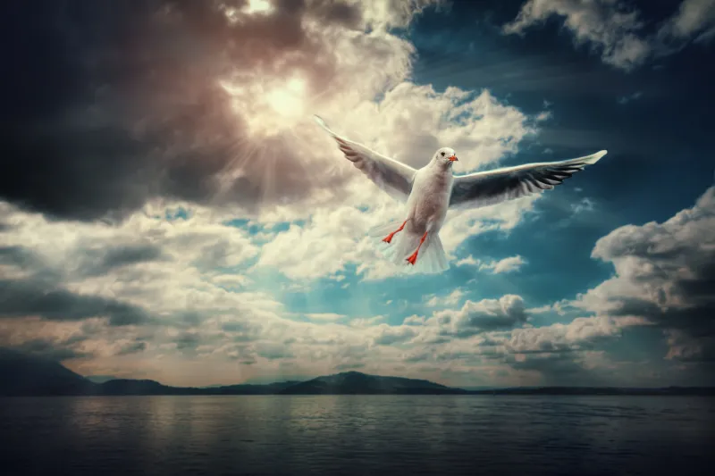 Seagull in flight wallpaper, Sun rays, Dramatic clouds