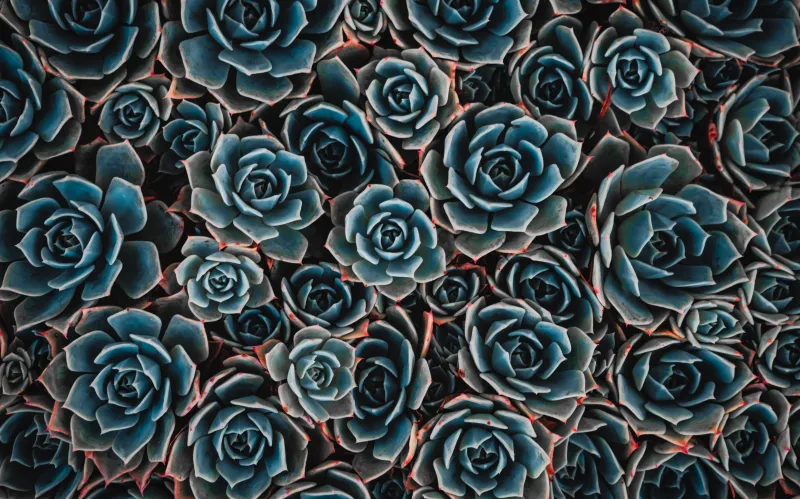 Echeveria succulents, Teal flowers, Pattern, 5K wallpaper
