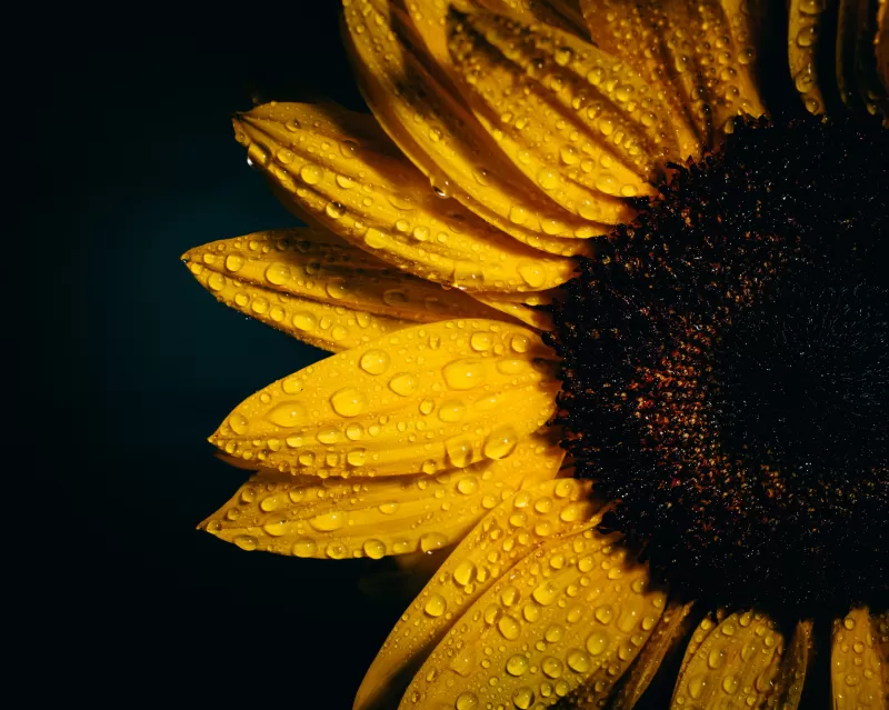 Sunflower, Black background, Rain droplets, Yellow