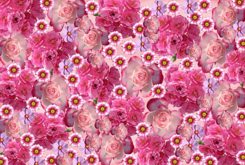 Rose flowers, Pink flowers, Rhodanthe, Daisy flowers, Floral Background