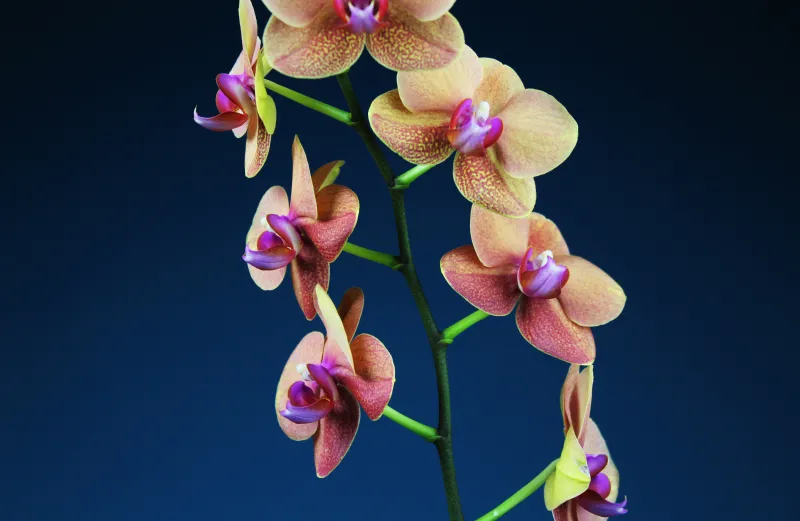 Orchid flowers, Dark blue background, Bloom, 5K wallpaper