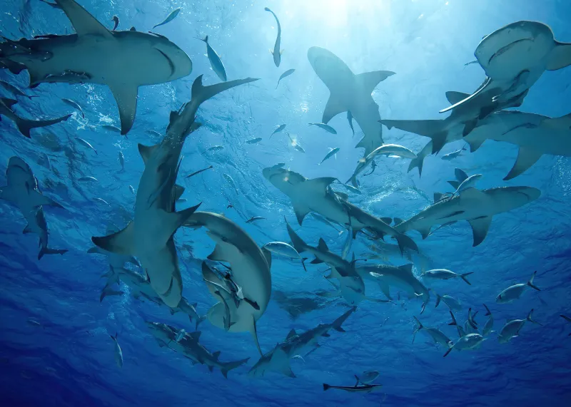 Sharks, Sea, HD wallpaper