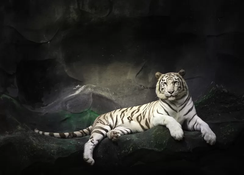 White Bengal Tiger, Zoo, Cave, White tiger, Wild, Dark