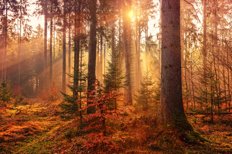Forest, Autumn, Fall, Sunlight