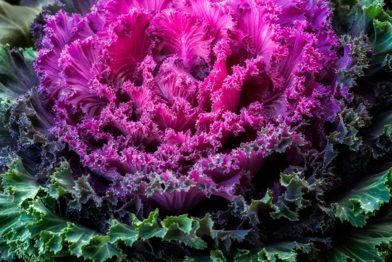 Ornamental kale, Pink leaves, Macro, 5K wallpaper