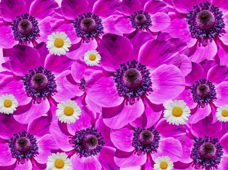 Anemones and daisies, Magenta flowers, Floral collage, HD wallpaper