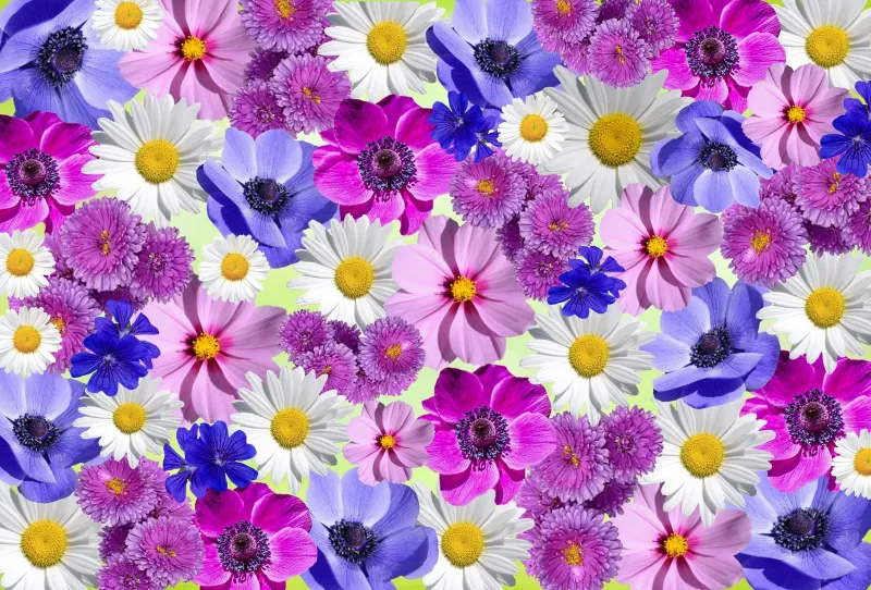 Flower collage wallpaper, Daisies and cosmos, Colorful