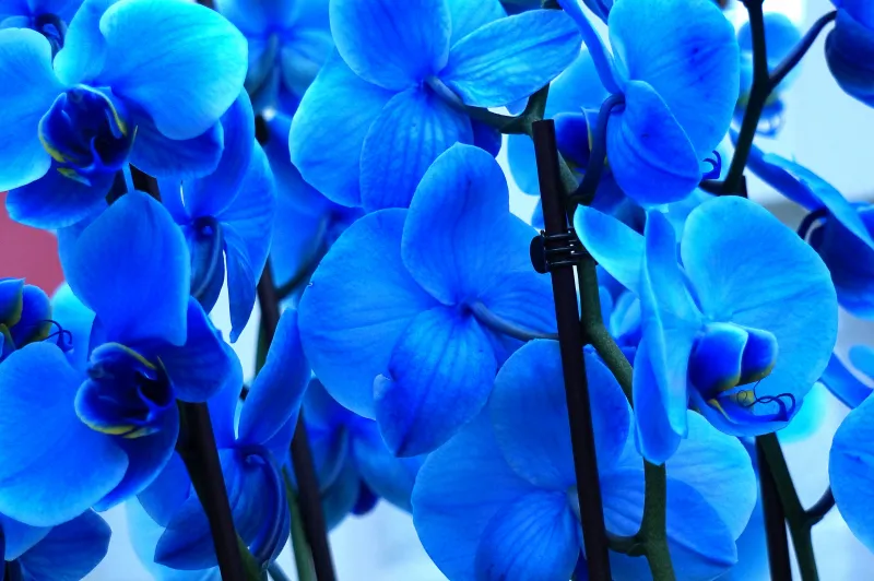 Blue orchids wallpaper, Phalaenopsis, Vivid blue