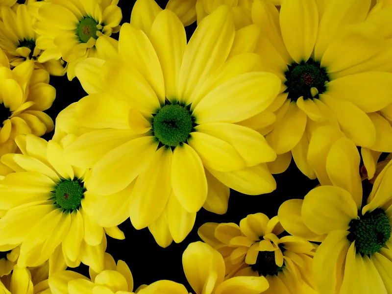 Yellow chrysanthemums wallpaper, Daisy flowers, Dark background