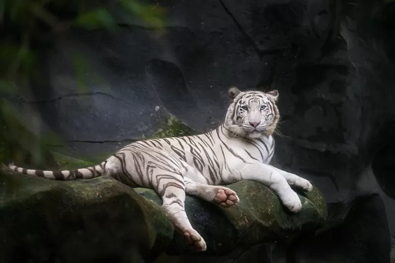 White Bengal Tiger, Zoo, Cave, White tiger, Wild, 5K