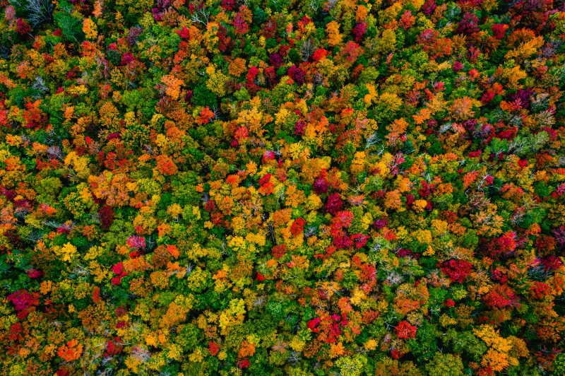 Autumn Forest Maple trees, Aerial view, 5K