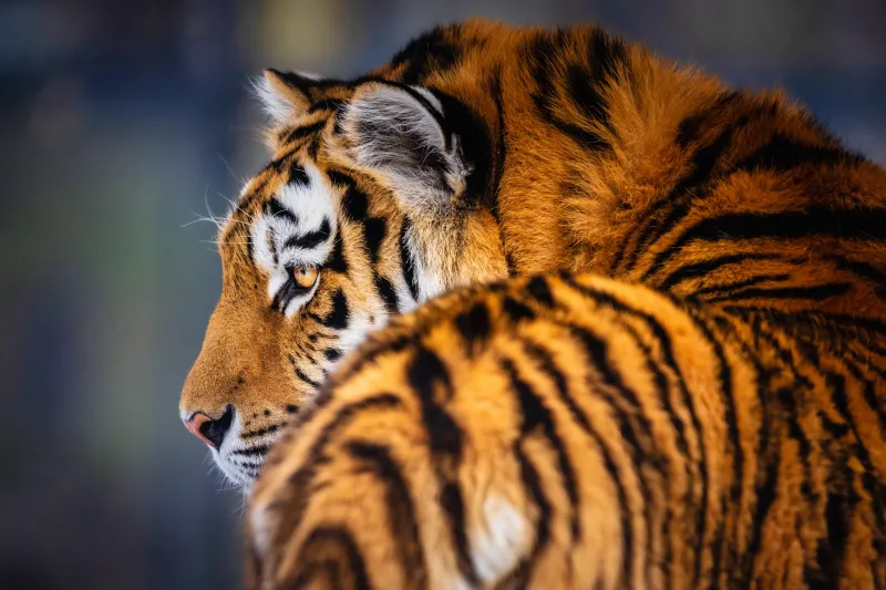 Siberian tiger, Amur tiger, Wildlife, 5K wallpaper