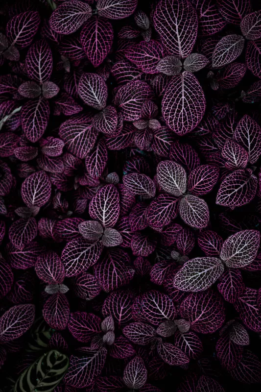 Purple leaves, Plant, Floral, Pattern
