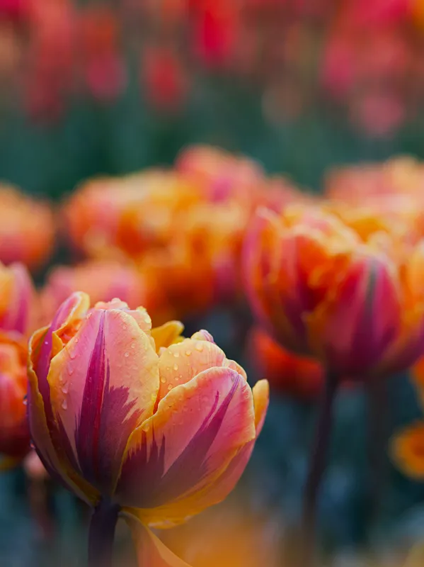 Garden tulips iPhone Wallpaper