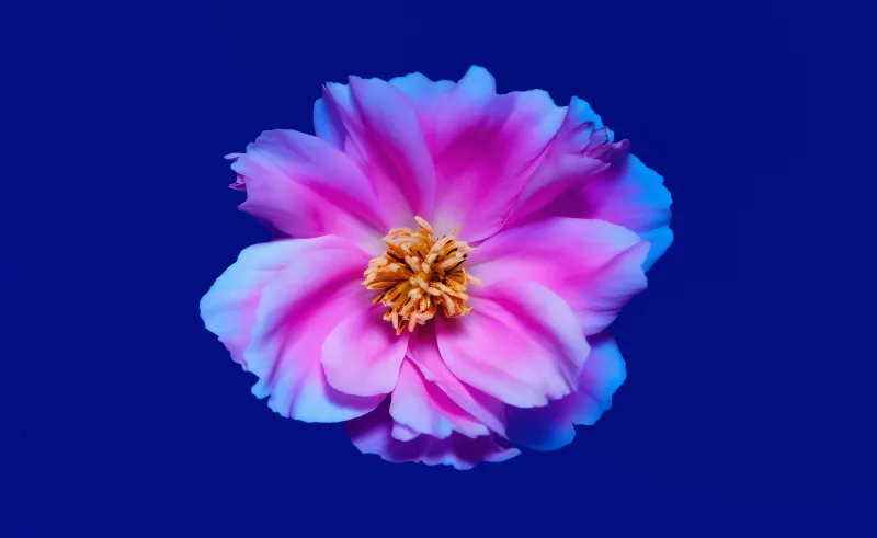 Pink peony, Blue background, Flower, 8K wallpaper