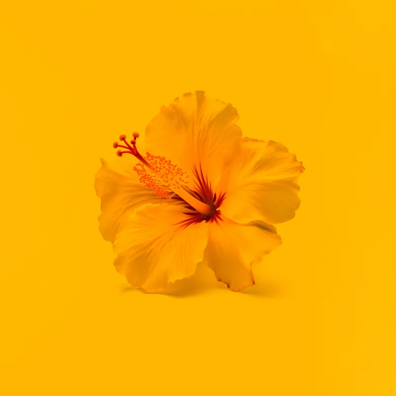 Hibiscus flowers, Yellow flower, Yellow background, 5K, 8K
