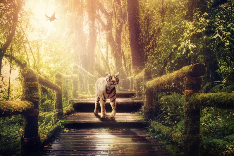 White tiger, Wooden stairs, Forest, Jungle, Green Trees, Sunlight, Wooden Planks, 5K