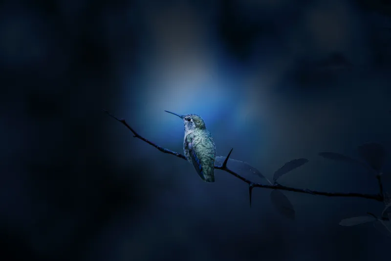 Hummingbird 4K wallpaper, Branch, Bokeh, Blue
