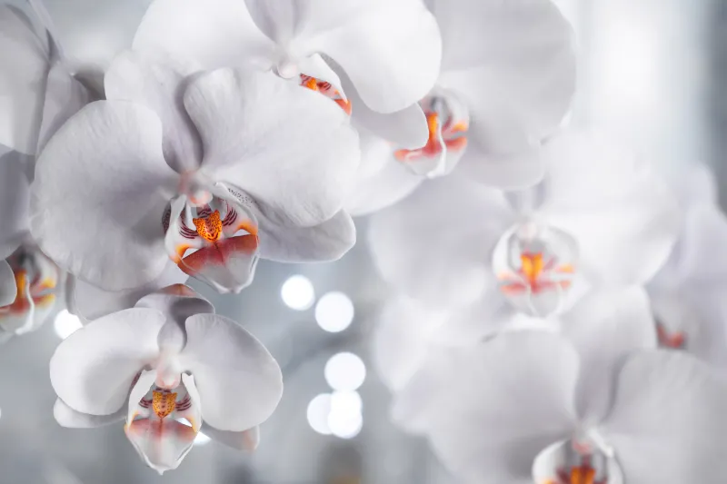 White Orchids, Orchid flowers, Bokeh