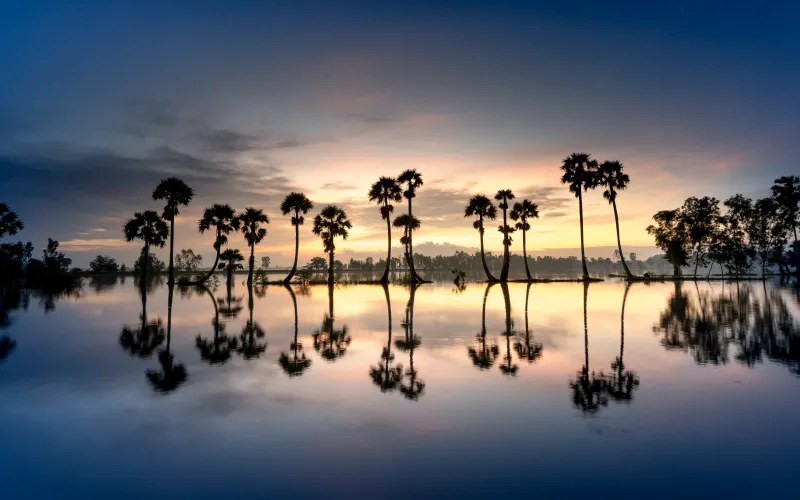 Palm tree reflections, Lake at dusk, Silhouettes, 8K wallpaper