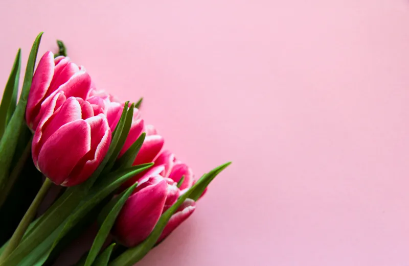 Pink tulips wallpaper, Pastel pink background, Bouquet