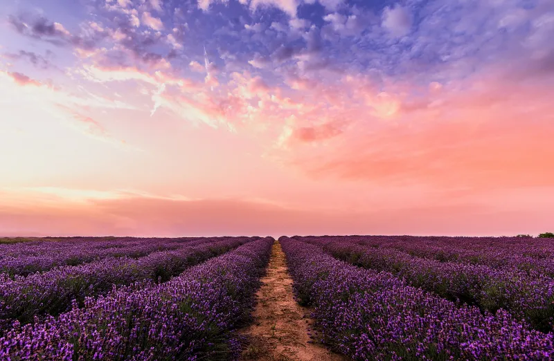 Lavender field, Pink evening sky, Purple rows, 5K wallpaper